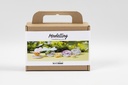 Kit Hobby Mini Creativ Company pierre à modeler avec insecte