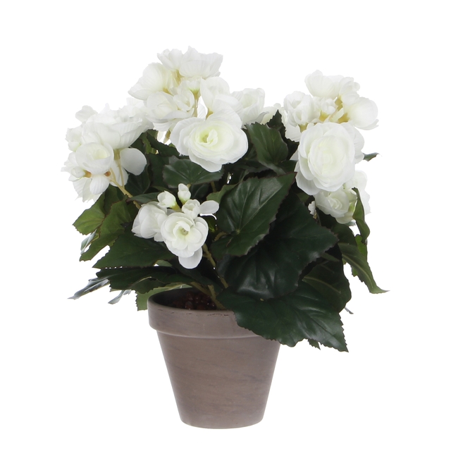 Plante artificielle Mica Begonia blanc pot Stan gris D11,5cm Ø25cm 30cm