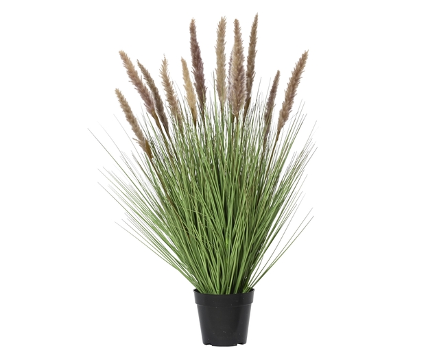Plante herbacée Everlands avec pampa brun 80cm pot PVC